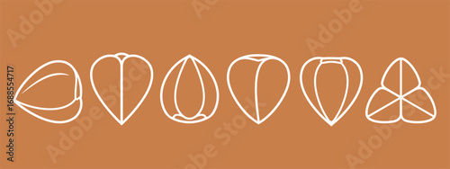Buckwheat set. Isolated buckwheat on white background. Outline. Line