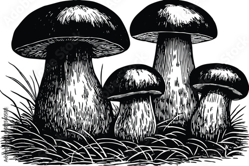 mushrooms on a white background
