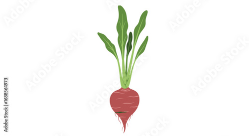Freshly grown organic root vegetable with vibrant green leaves nourishing healthy eating
