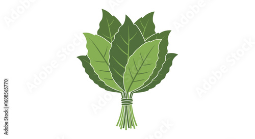 A bunch of fresh green bay leaves tied together with twine for culinary use