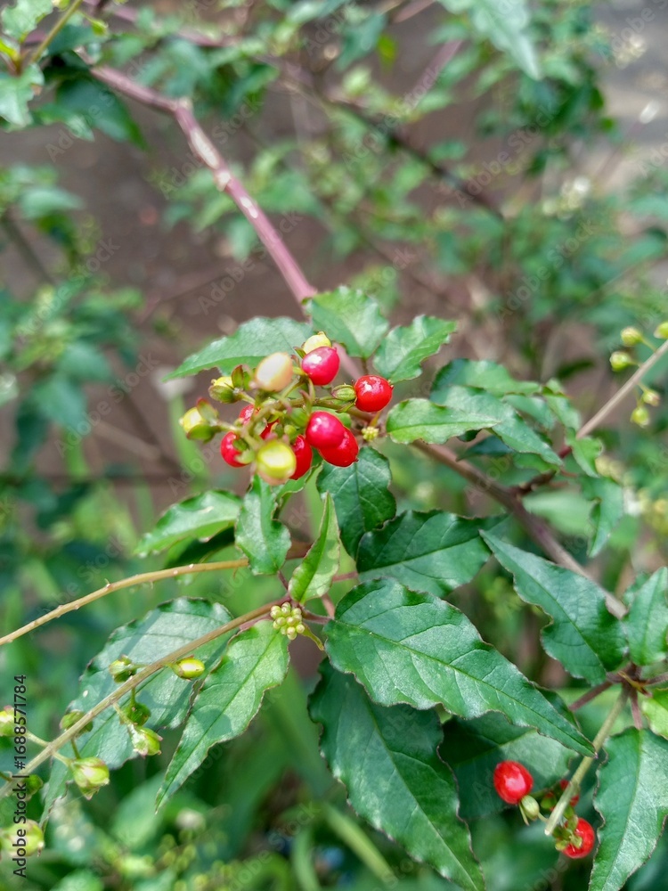 Obraz premium red berries on a bush