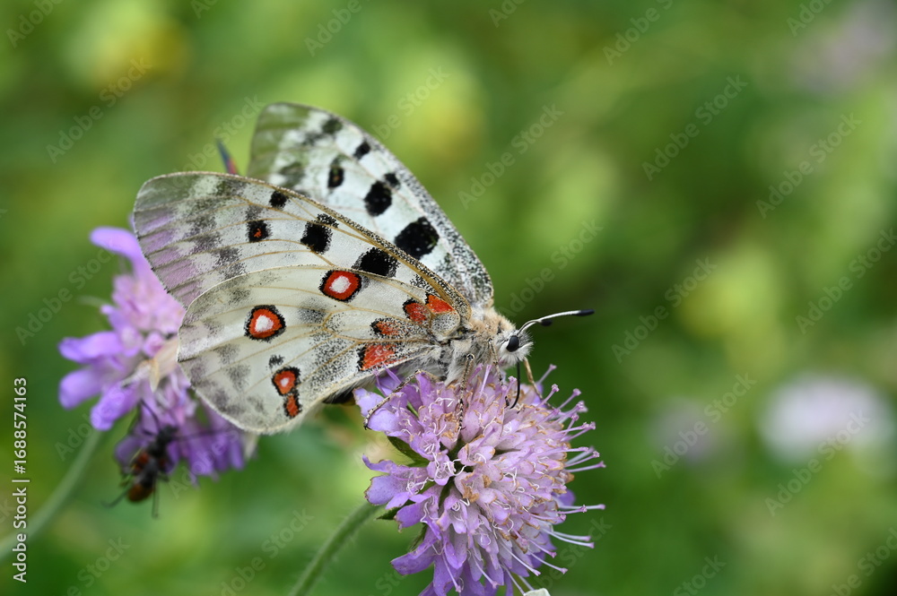 Obraz premium Apollofalter