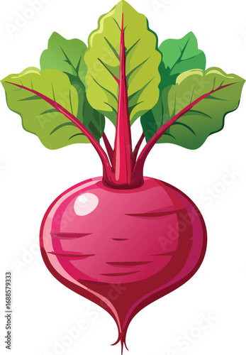 Vibrant illustration of a single, ripe beetroot with lush green leaves, ready for harvest.