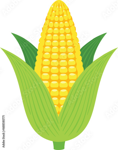 A ripe ear of corn, golden kernels, encased in vibrant green husks.