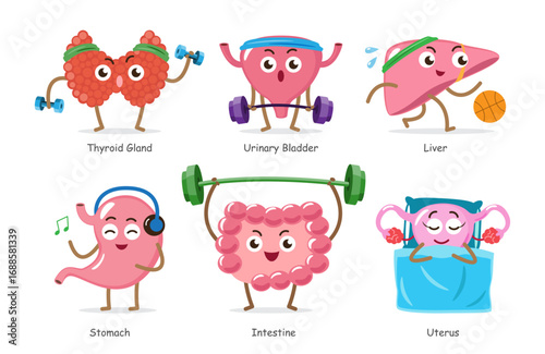 Set of various healthy human internal organs cartoon illustration including thyroid gland, urinary bladder, liver, stomach, intestine and uterus . Exercise sports and fitness concept . Vector .