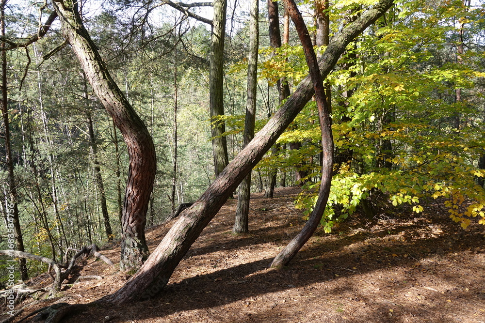 Obraz premium Wald