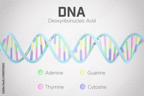 Valokuvatapetti Infographic of DNA double helix with labeled bases Adenine, Thymine, Guanine, and Cytosine
