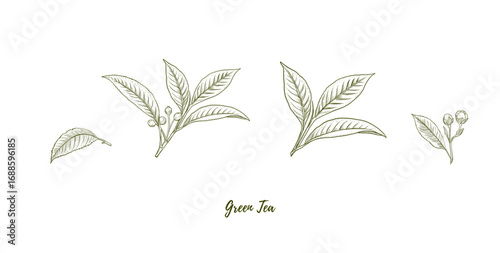 Set of vector green tea leaves line art illustration, graphic line plant combination. Green tea branch. Retro botanical. engraving style. Great for any designs, textile, art, walls, package