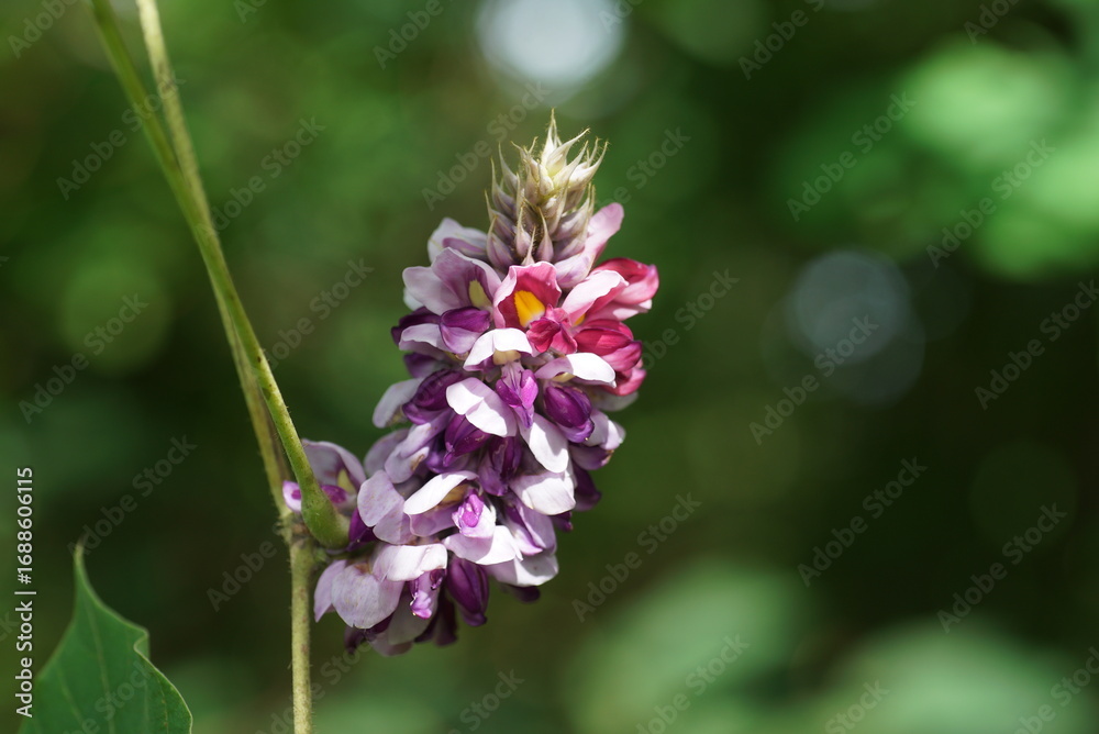 Fototapeta premium 九月の葛の花