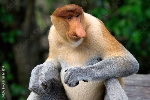 Tableau sur toile Endemic Proboscis monkey or Long-nosed monkey (Nasalis larvatus), Portrait, Born