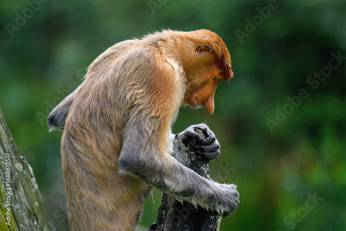 Murais de parede Endemic Proboscis monkey or Long-nosed monkey (Nasalis larvatus), Portrait, Born