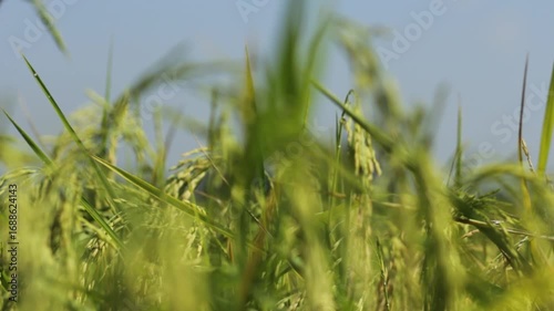 Golden Thai Jasmine Rice Paddy at Harvest – Serene Countryside Landscape