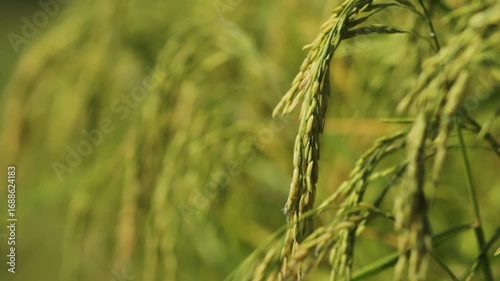 Golden Thai Jasmine Rice Paddy at Harvest – Serene Countryside Landscape