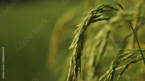Golden Thai Jasmine Rice Paddy at Harvest – Serene Countryside Landscape