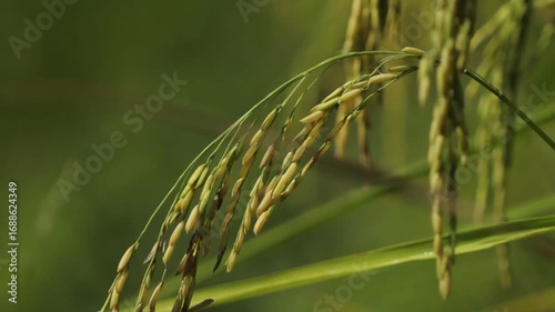 Golden Thai Jasmine Rice Paddy at Harvest – Serene Countryside Landscape