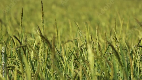 Golden Thai Jasmine Rice Paddy at Harvest – Serene Countryside Landscape