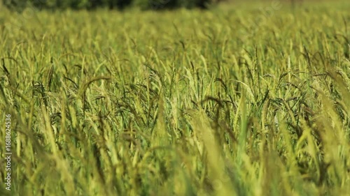 Golden Thai Jasmine Rice Paddy at Harvest – Serene Countryside Landscape