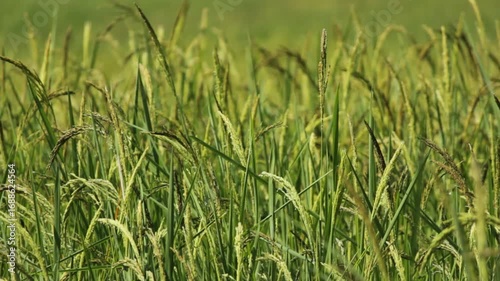 Golden Thai Jasmine Rice Paddy at Harvest – Serene Countryside Landscape