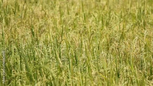 Golden Thai Jasmine Rice Paddy at Harvest – Serene Countryside Landscape