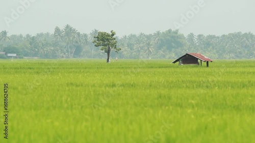 Golden Thai Jasmine Rice Paddy at Harvest – Serene Countryside Landscape