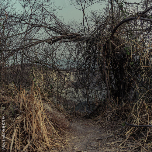 A mysterious and overgrown path through dense foliage.