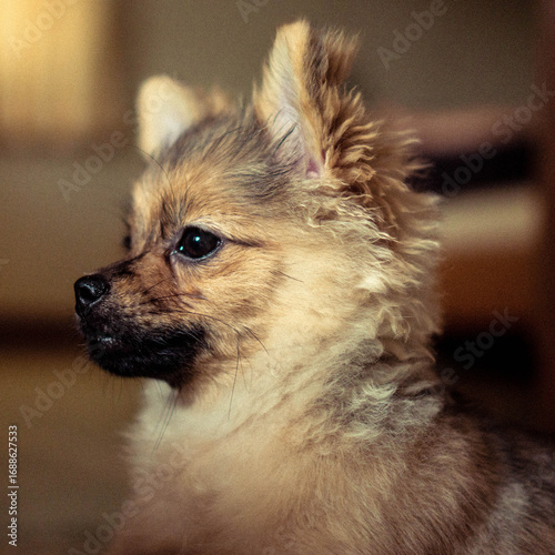 Adorable Pomeranian puppy gazing intently.