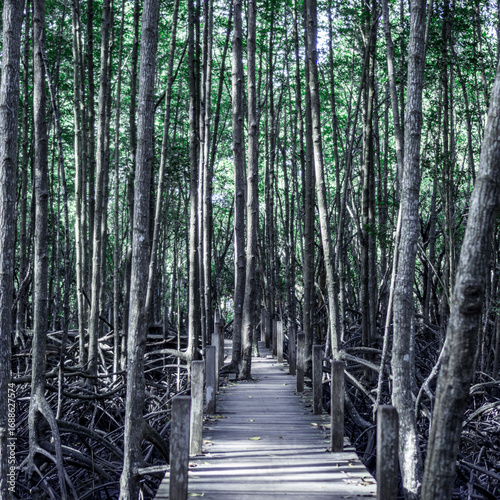 A wooden walkway through a dense mangrove forest.