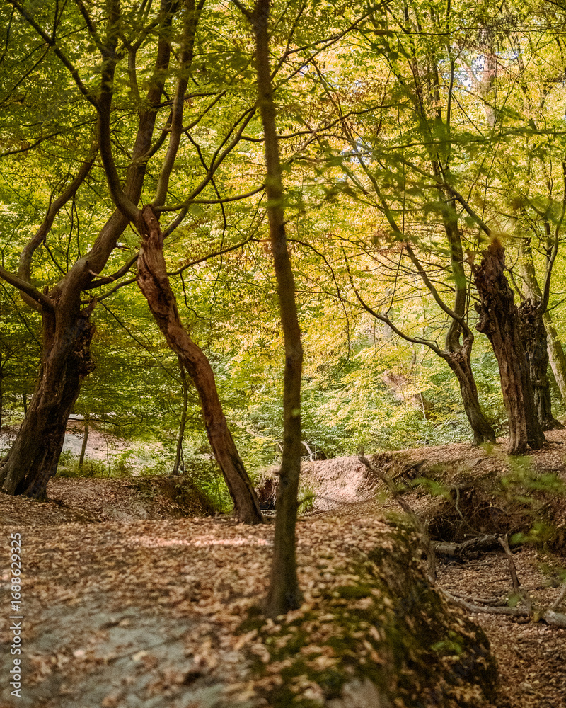 Fototapeta premium Epping Forest in autumn