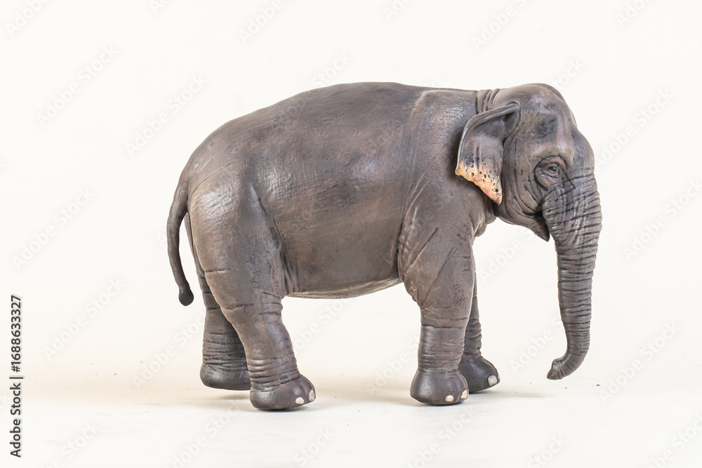 Obraz premium asian elephant on isolated background