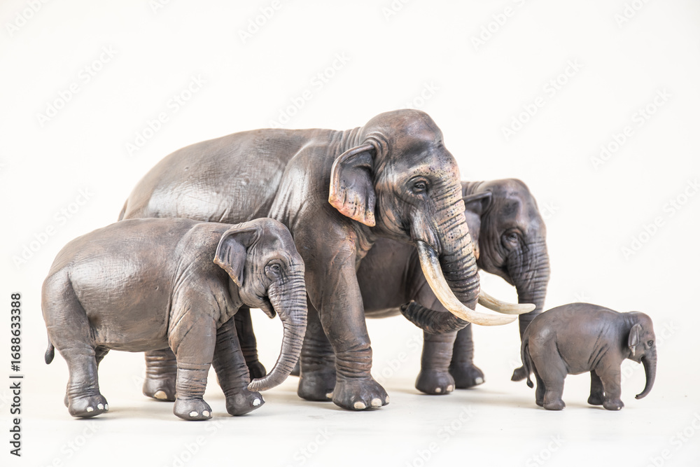 Fototapeta premium asian elephant on isolated background