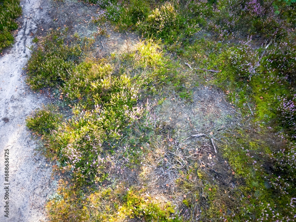 Fototapeta premium Mostowka Heath on a September day, blooming heather on a large heathland created after a forest fire near Warsaw, Poland, aerial view.