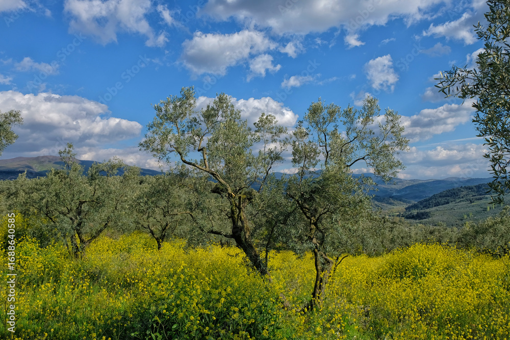 Fototapeta premium spring and olive tree
