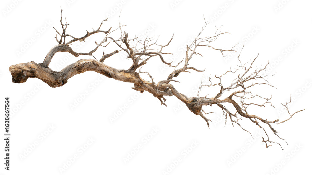 Fototapeta premium dead tree isolated on white