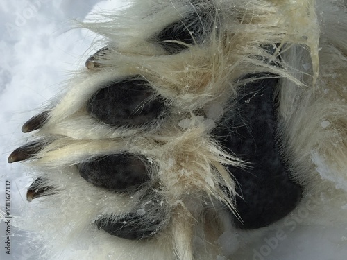 Polar bear paw