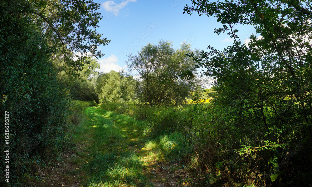 Obraz premium Alter Feldweg