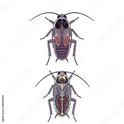 Two detailed illustrations of cockroaches showing their underbellies and topsides