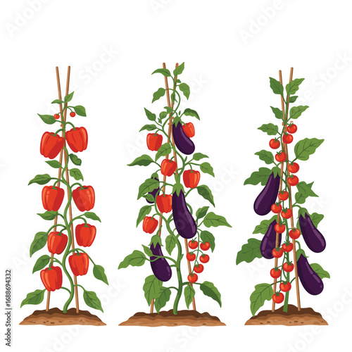 Gardening illustration of three staked plants with ripe vegetables growing vertically