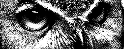 Intense owl gaze in black and white line art for wildlife design