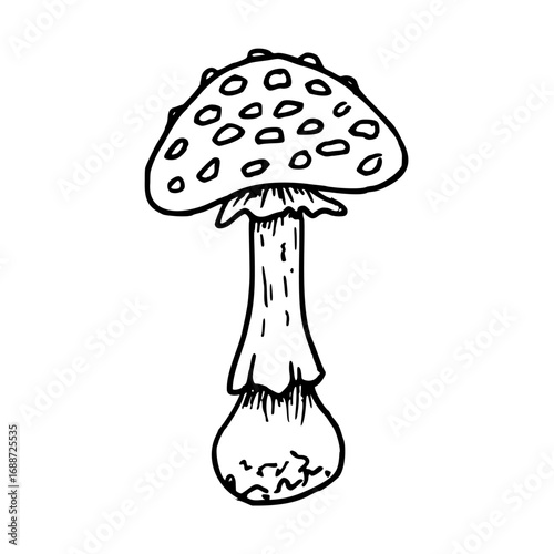 Inedible mushroom fly agaric. Botanical vector illustration. Black hand drawn outline drawing in doodle style. Line art for forest themes, seasonal holidays. Halloween, Thanksgiving