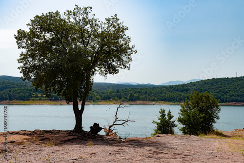 Paisaje de un lago con arbol