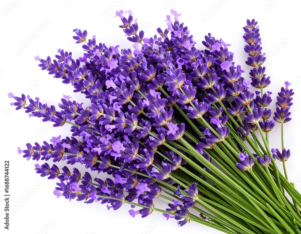 Obraz premium Close-up of a vibrant lavender bouquet