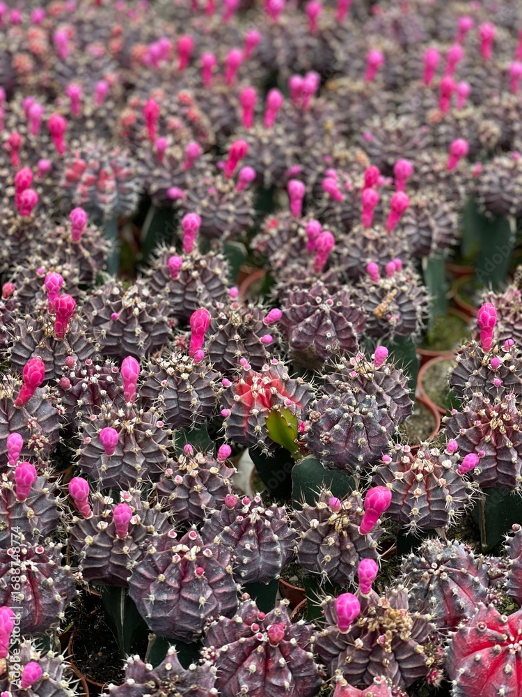 Fototapeta premium pink flowers in the garden