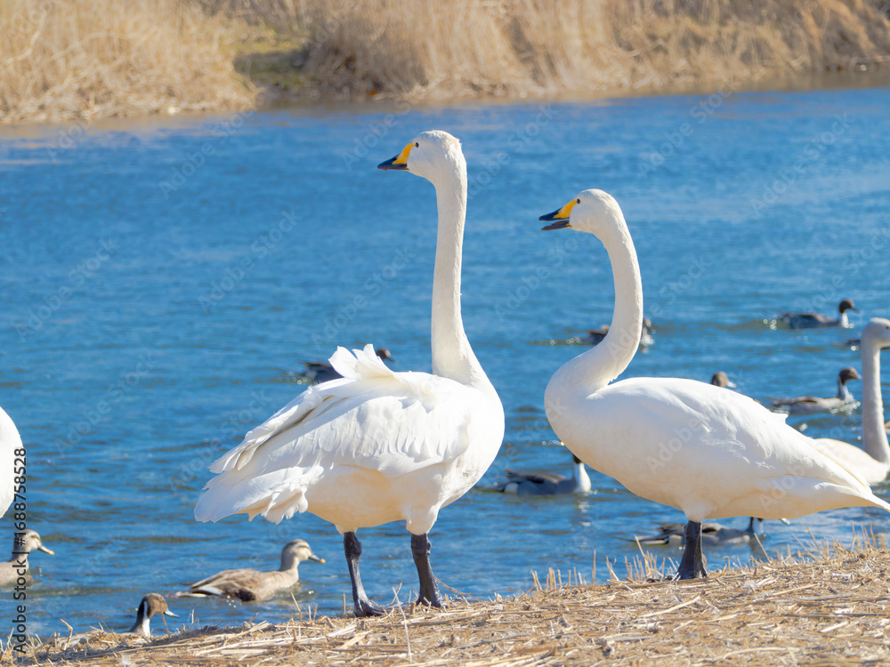 Fototapeta premium あっちの方向を向いているハクチョウ