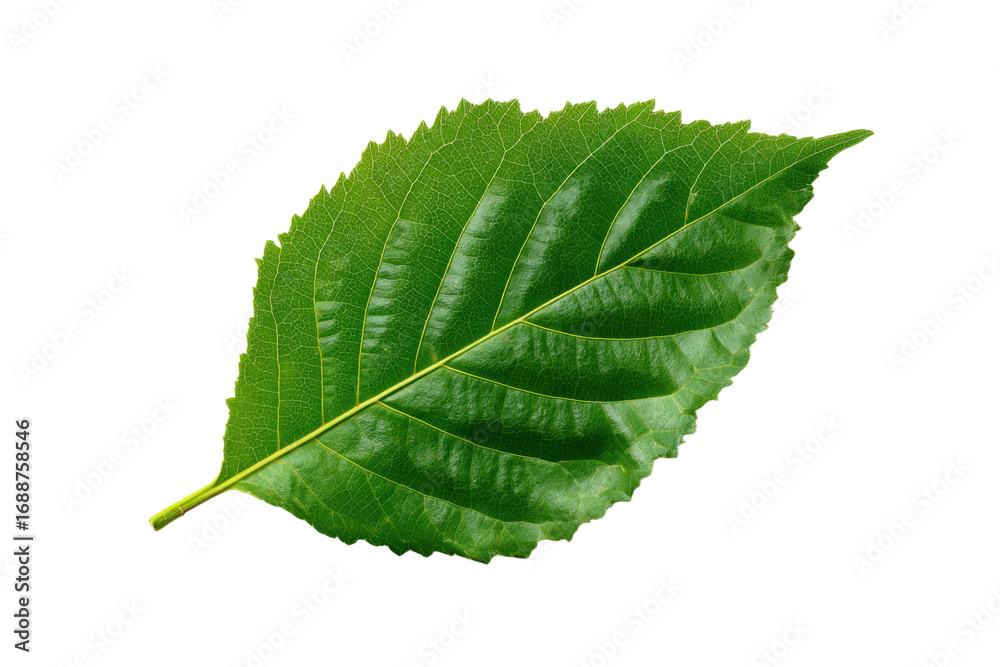 Fototapeta premium green leaf isolated on white background