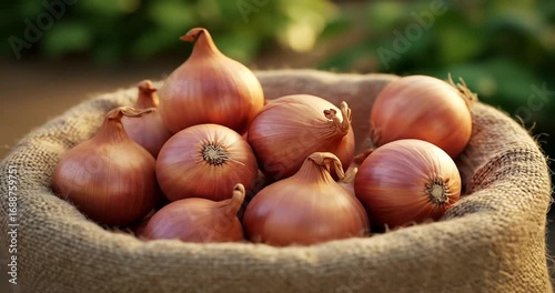 Freshly harvested shallots in a rustic basket outdoors