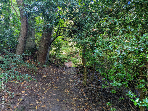 Woodland Path