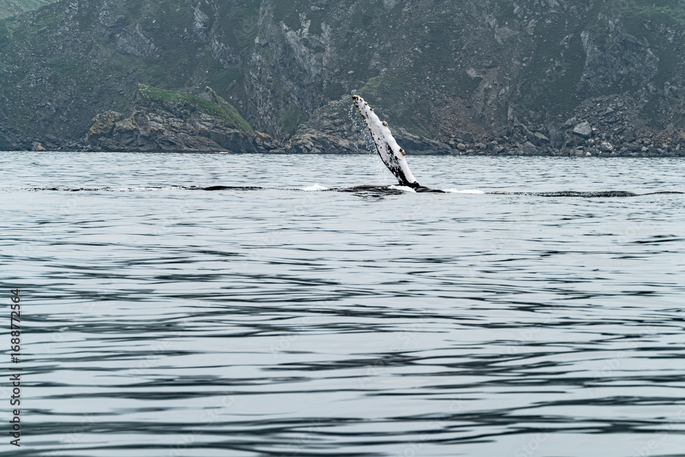 Naklejka premium Humpback Whale, Megaptera novaeangliae, showing his fins and in Donegal Bay, Ireland