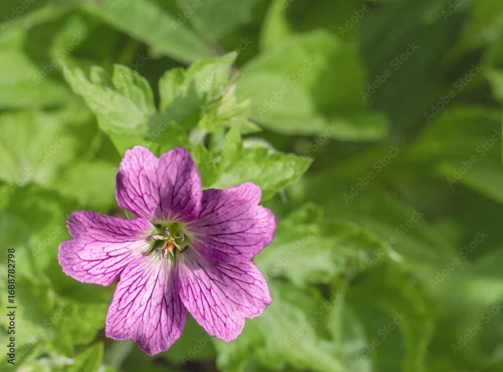Fototapeta premium View of a Sticky Geranium a Purple Flower with a Green Background