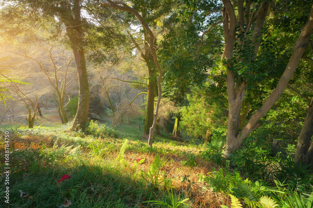 Obraz premium Beautiful summer lamdscape scene of Jungle forest with sun shine.