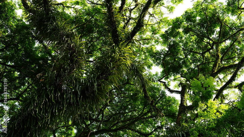Fototapeta premium Mistletoe plants (epiphytes) grow abundantly on the trunks of their host trees.